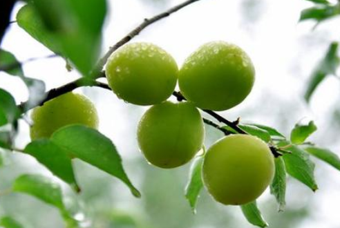 芒種時節(jié)，習(xí)俗不“盲”-普樂斯等離子清洗機(jī)